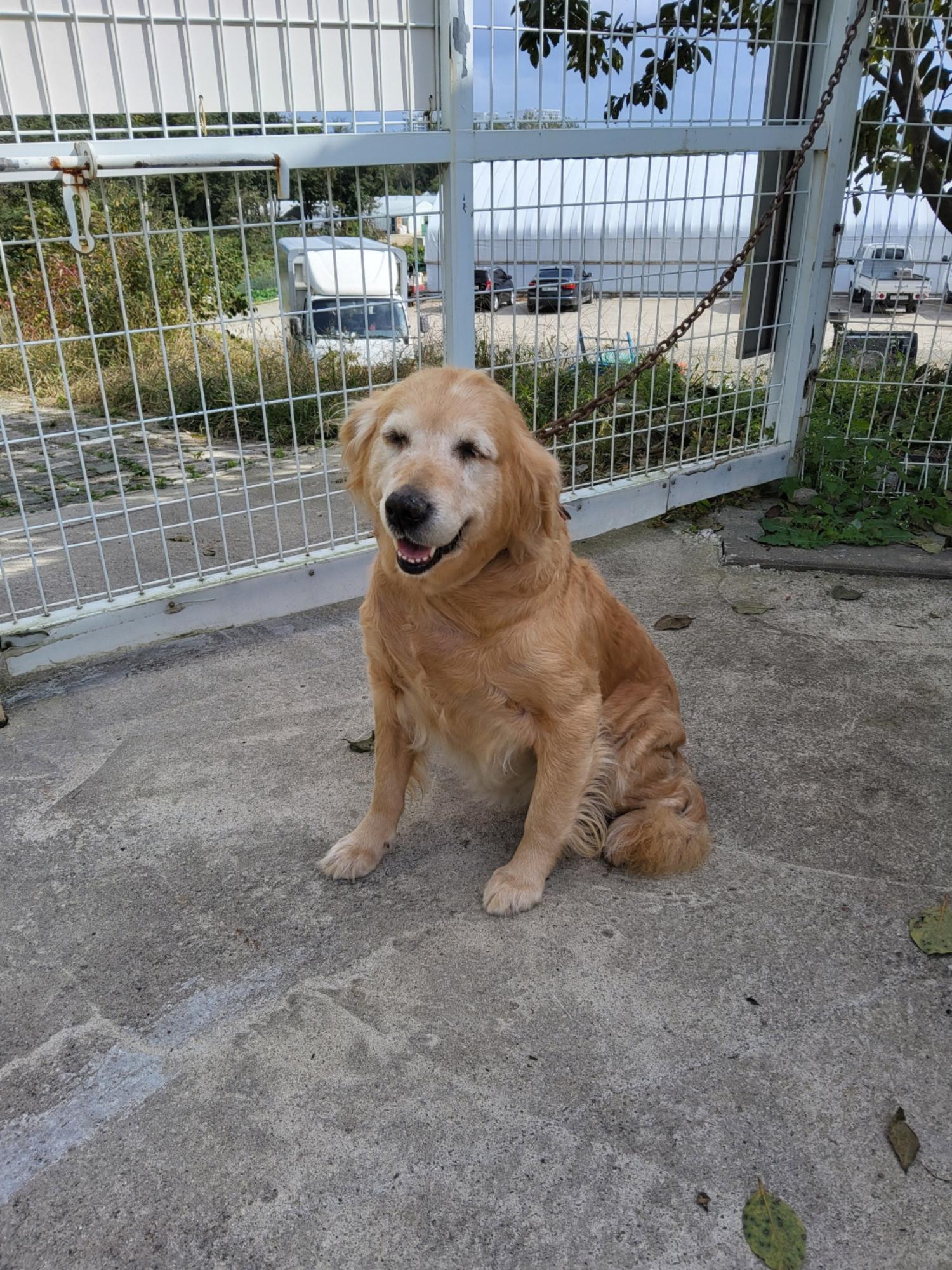 속초시유기동물보호소_442423202400455